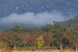 Jim_Corbett_National_Park_BH