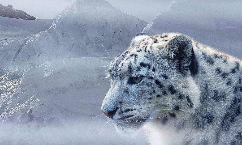 Snow Leopard Expedition in Spiti Valley
