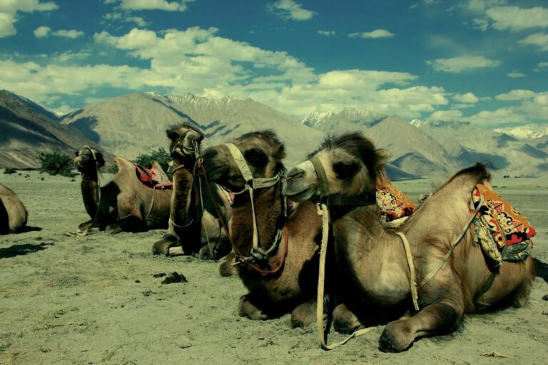 Nubra Valley